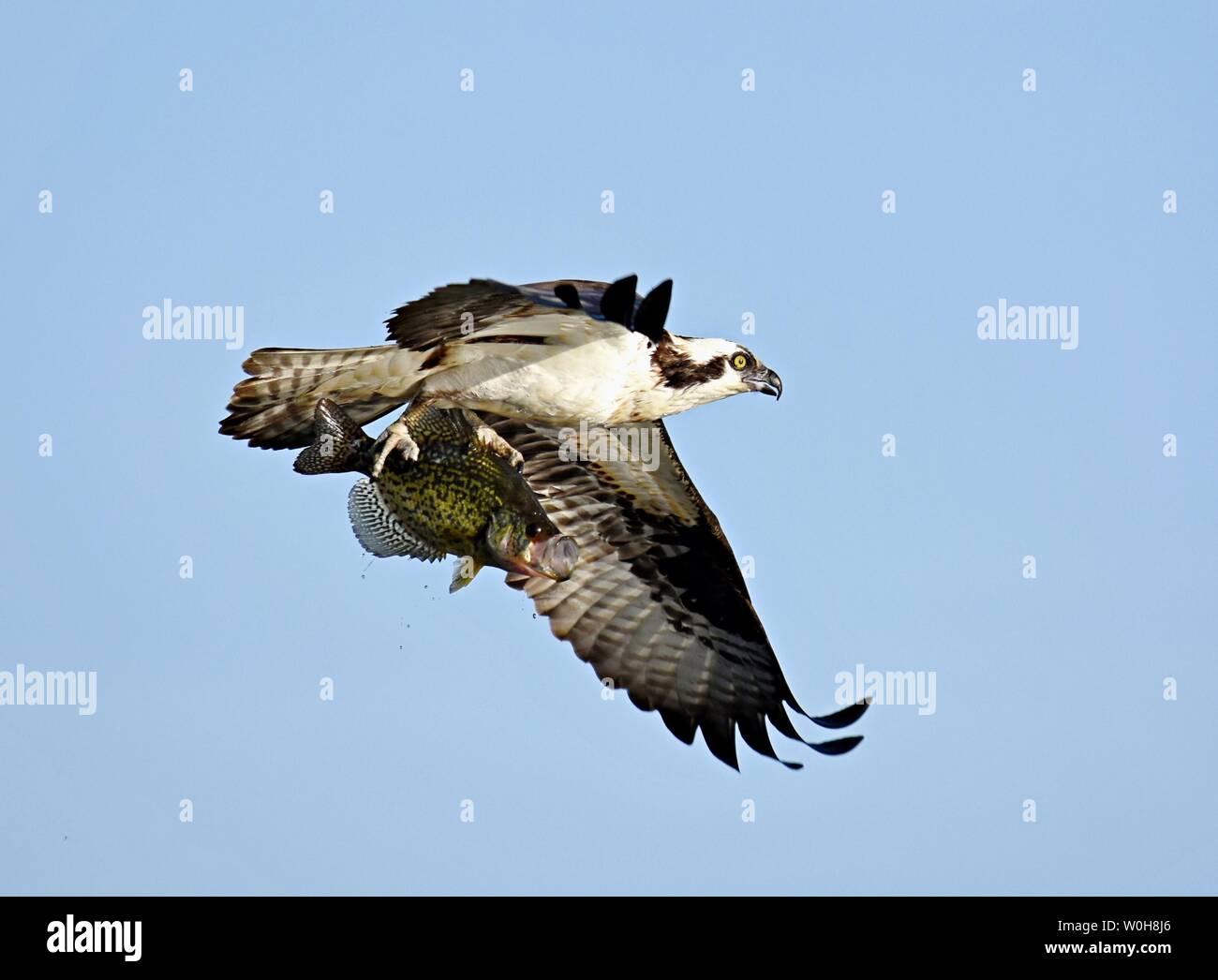 An Osprey soars overhead with it's prey, a Black Crappie, clutched tightly in it's talons. Stock Photo