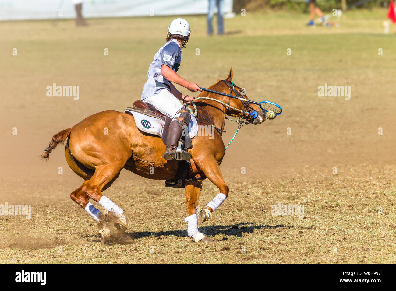 Polocrosse equestrian sport horses pony rider players closeup fast game action. Stock Photo