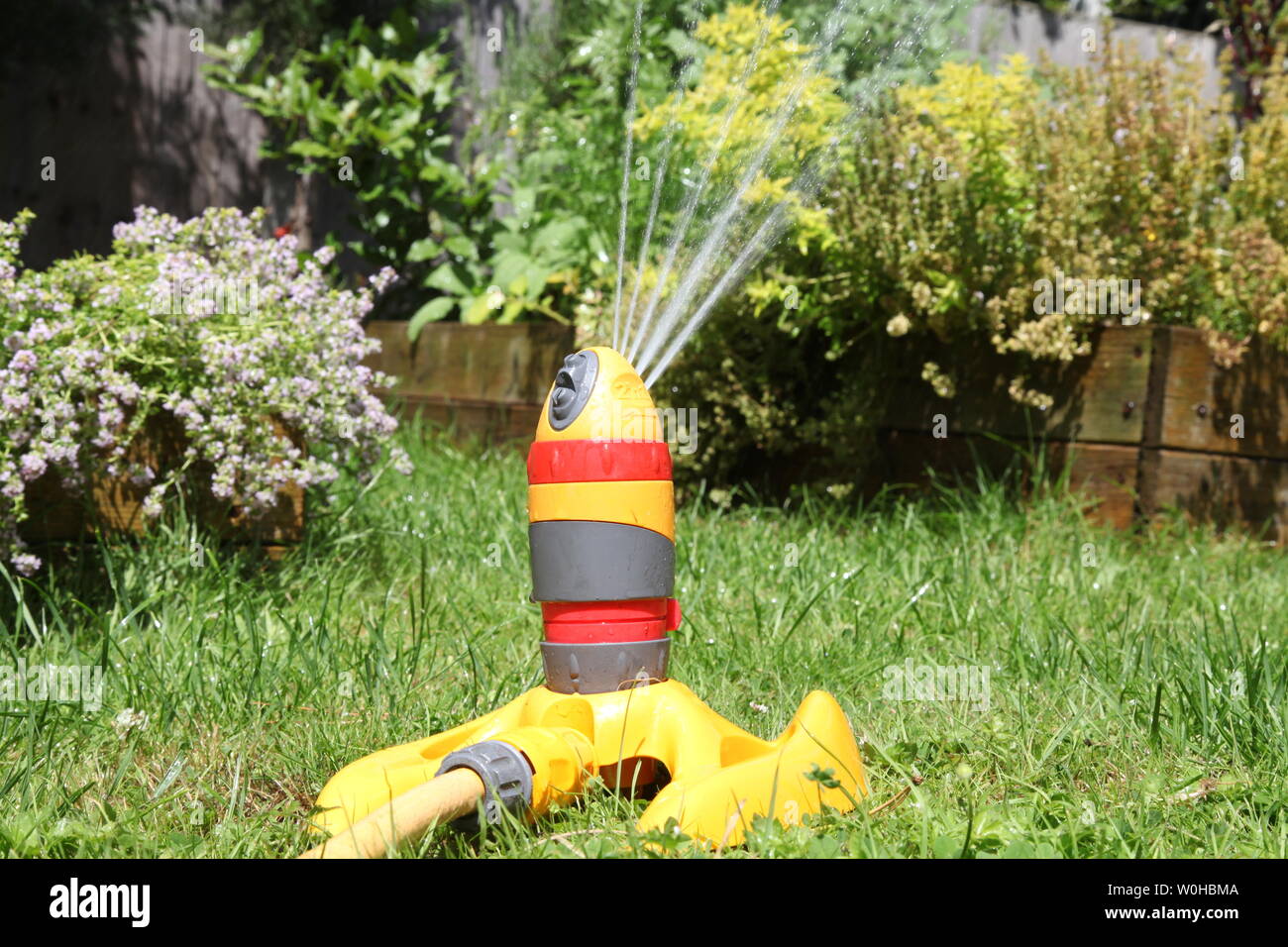 Hozelock sprinkler head attached to hose spraying water onto herbs and lawn on a summers day in a British garden with plants in background Stock Photo