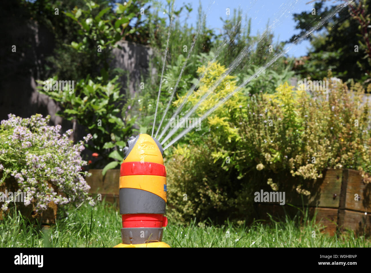 Hozelock sprinkler head spraying water onto herbs and lawn on a summers day in a British garden with plants in background Stock Photo
