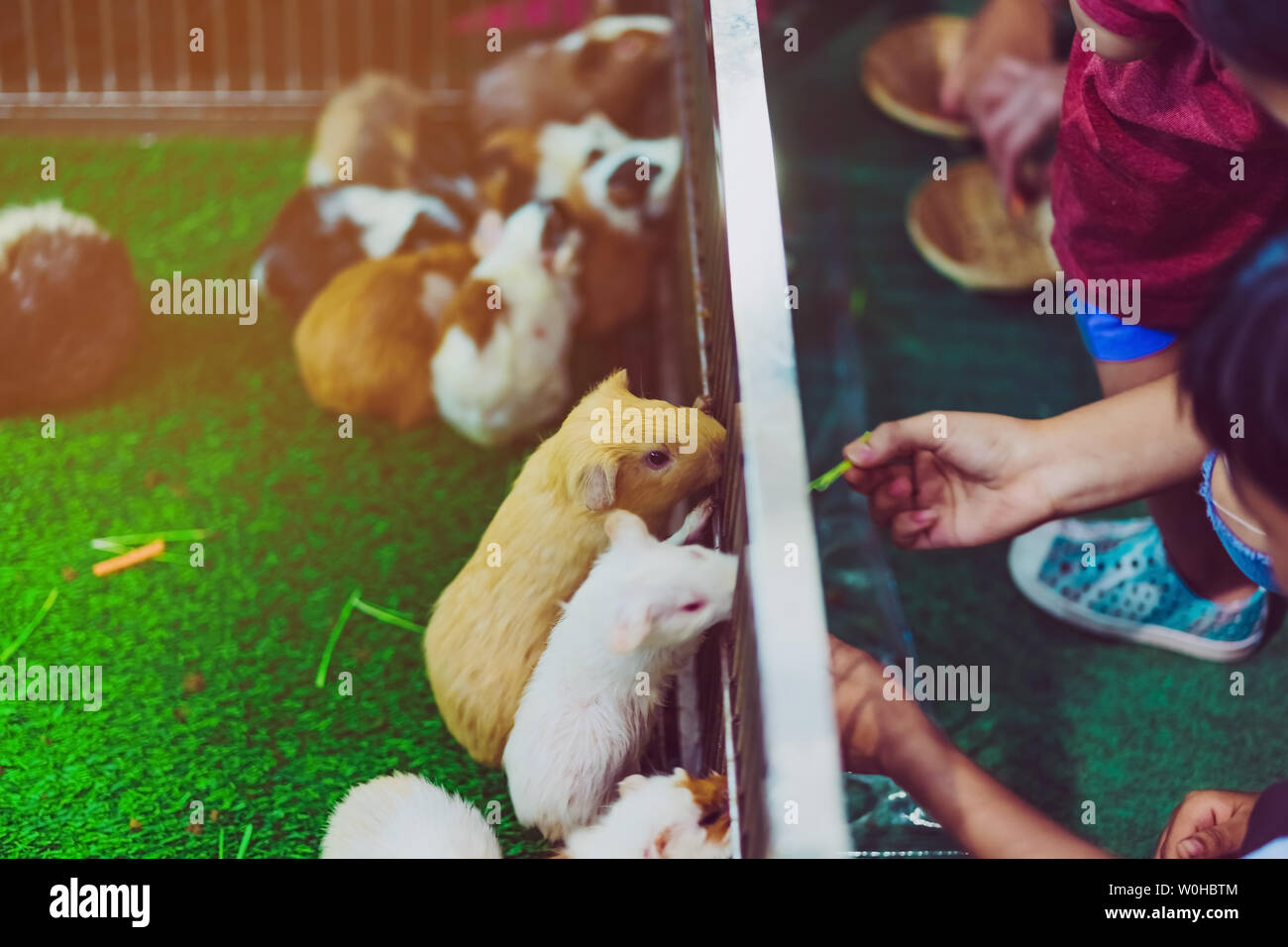 People are feeding food to mice in cage. Animal care concept Stock