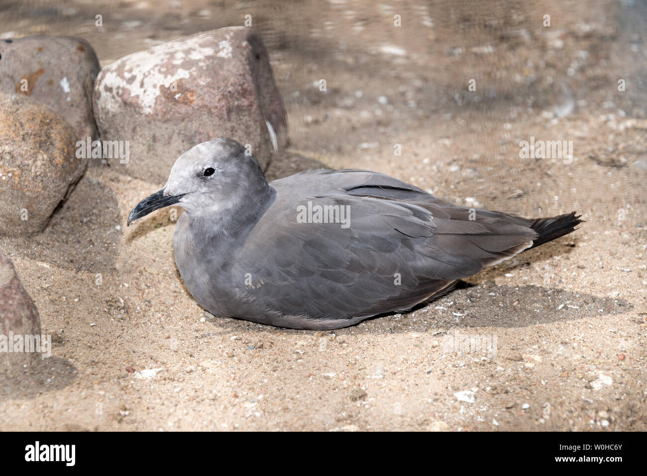Grey Gull (Leucophaeus modestus) Stock Photo