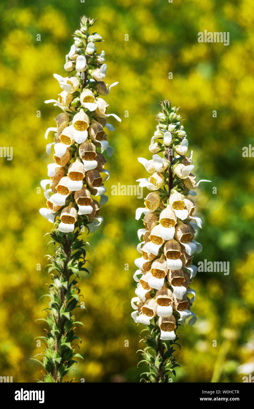 Grecian Foxglove Digitalis lanata, flower spike Stock Photo Alamy