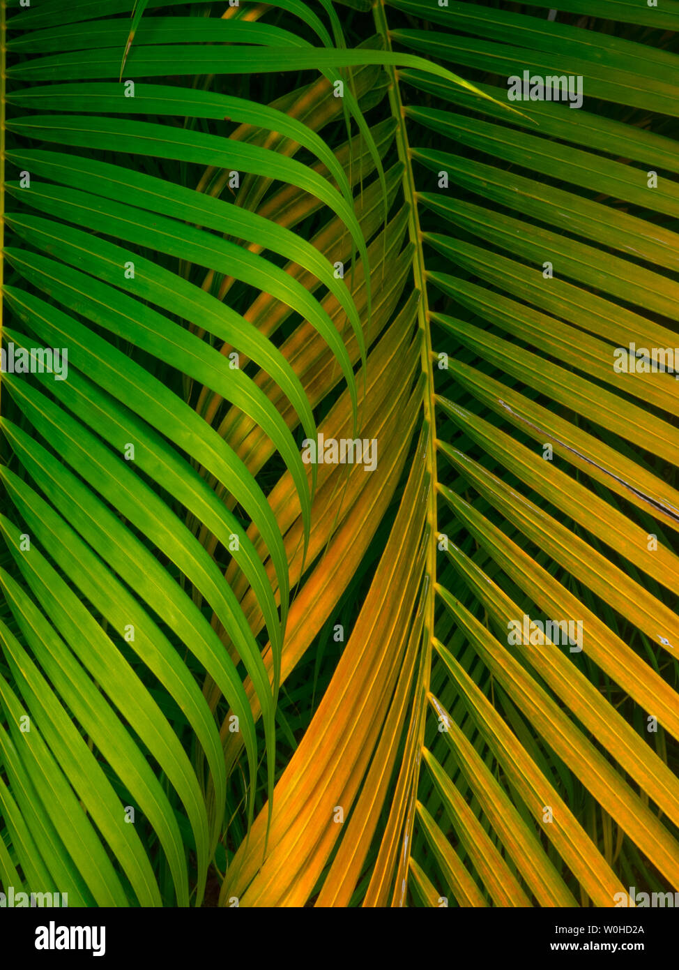 OLYMPUS DIGITAL CAMERA Stock Photo - Alamy
