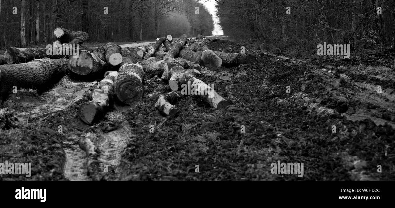 He remembers the firewood. Turopolje forest. Croatia. Stock Photo