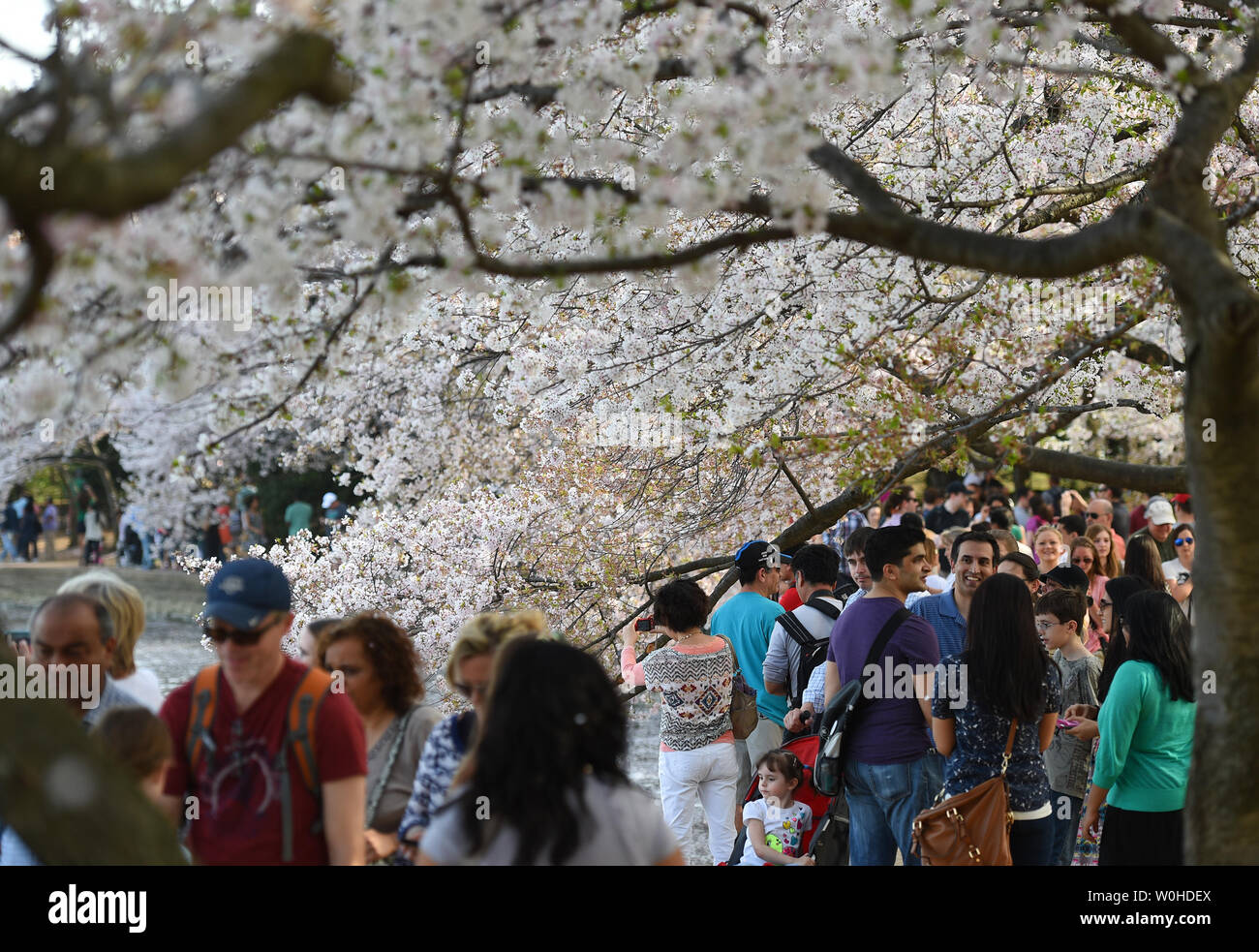 Cherry Blossoms in Washington D.C. Away From Tidal Basin – Travels