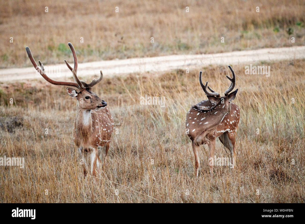 two spotted deer or axis deer, Axis axis, Bandipur Tiger Reserve
