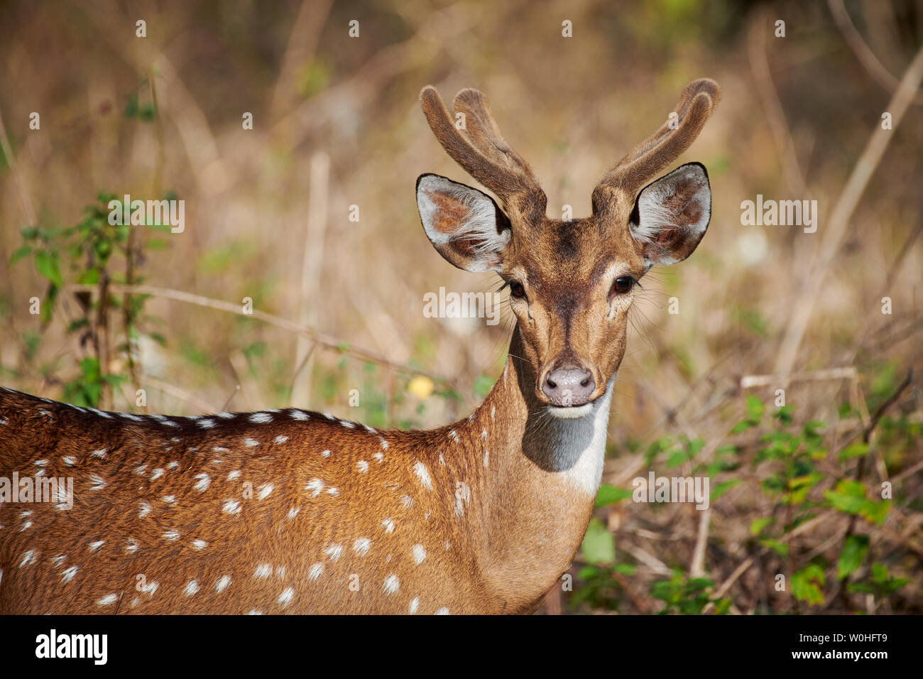 spotted deer or axis deer, Axis axis, Bandipur Tiger Reserve, Karnataka, India Stock Photo