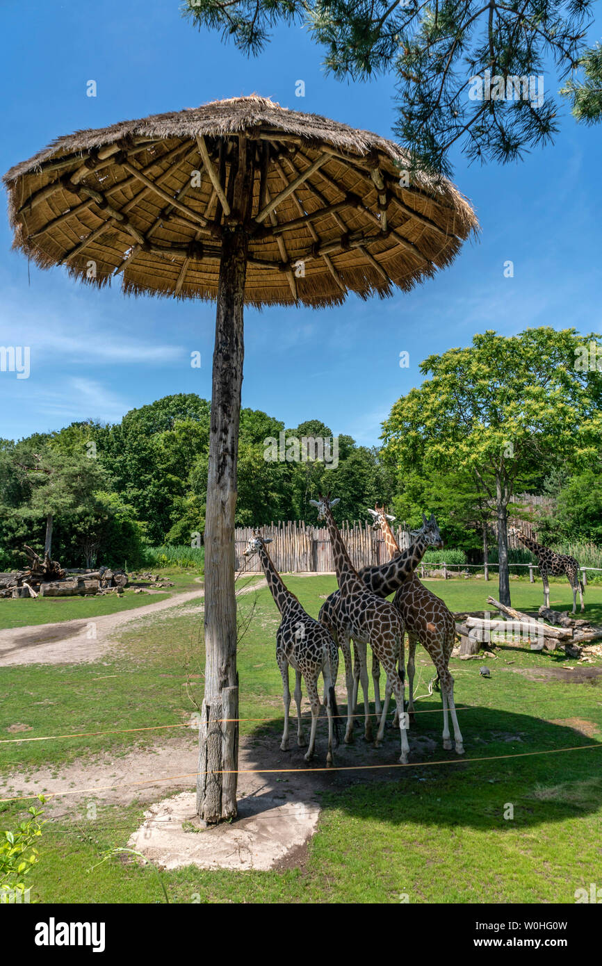 Leipzig Zoo, Giraffen unter Schirm, Hitze, Sommer , Leipzig, Sachsen Stock Photo