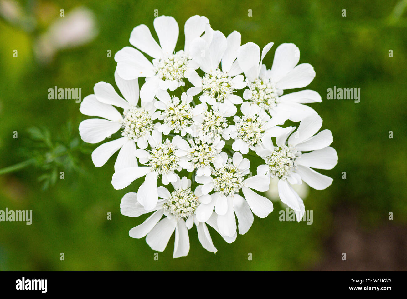 White laceflower (Orlaya grandiflora) Stock Photo