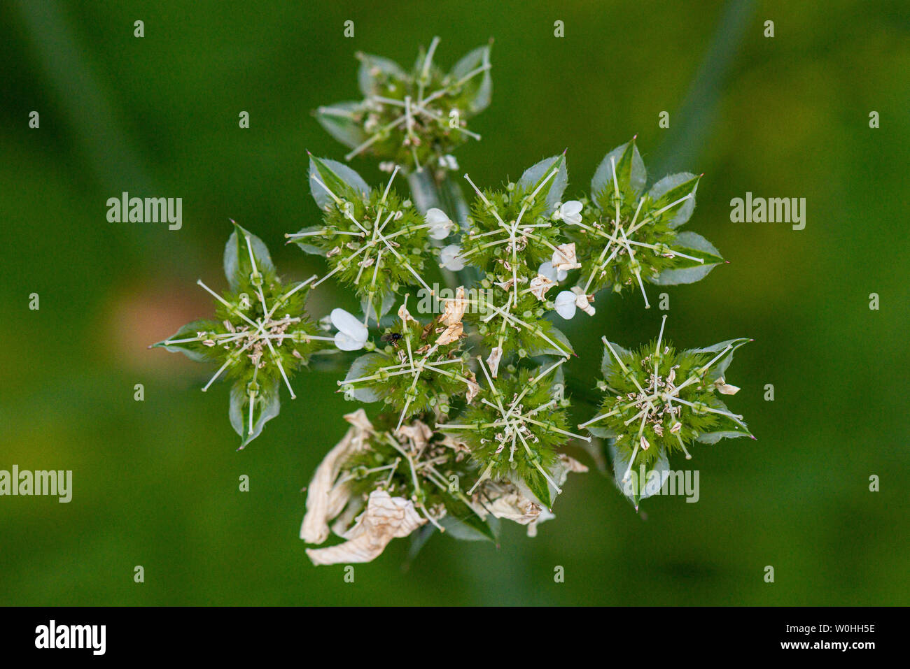 The spiny fruits of a white laceflower (Orlaya grandiflora) Stock Photo