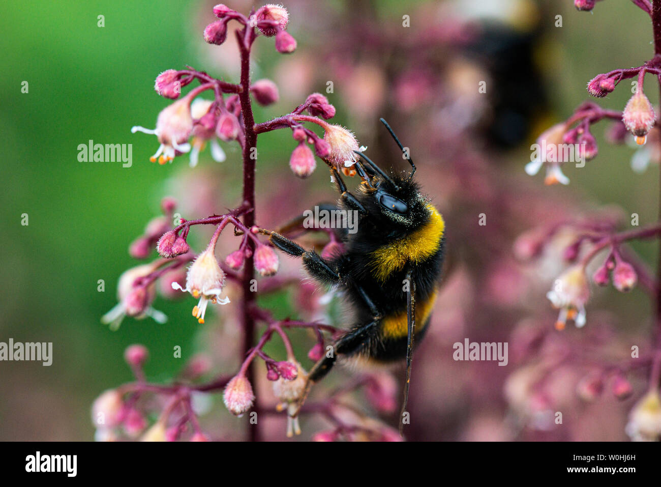 A bumble bee (bombus) on the flowers of an alum root 'Chocolate Ruffles' (Heuchera 'Chocolate Ruffles') Stock Photo