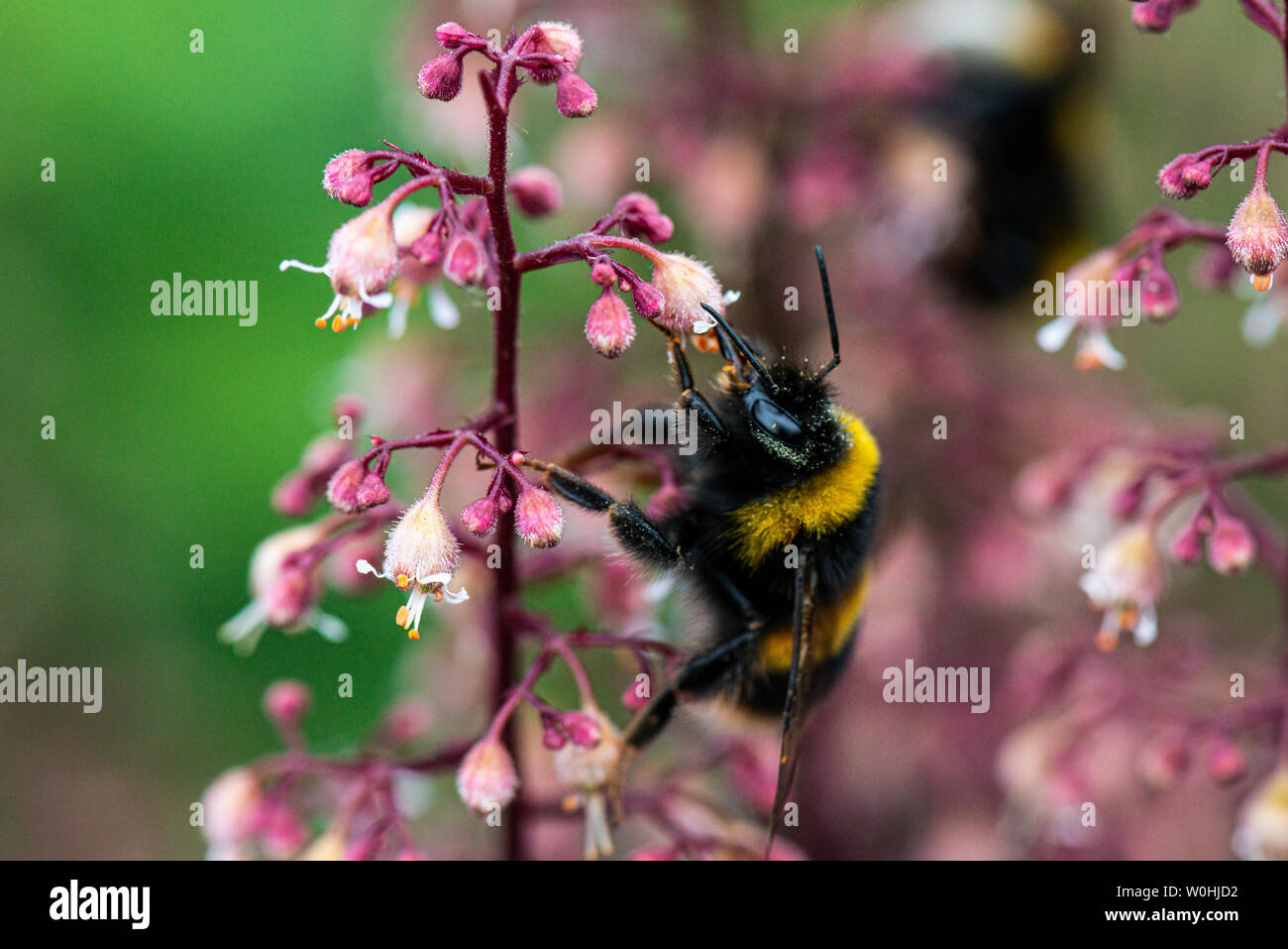 A bumble bee (bombus) on the flowers of an alum root 'Chocolate Ruffles' (Heuchera 'Chocolate Ruffles') Stock Photo