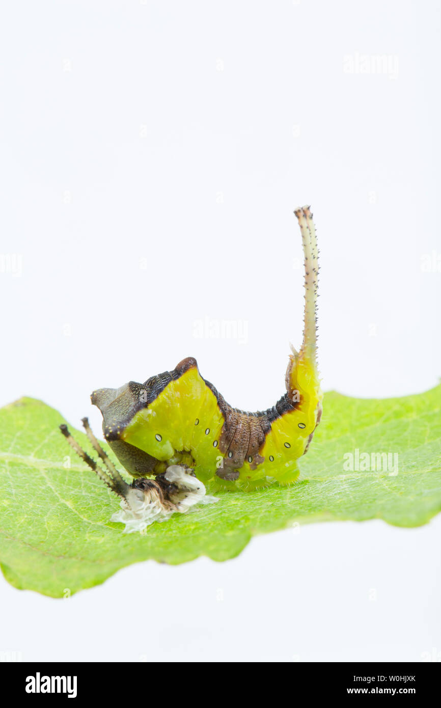 A puss moth caterpillar, Cerura vinula, that has recently shed its skin, or cuticle, which it is preparing to eat. The cuticle is also known as an exo Stock Photo