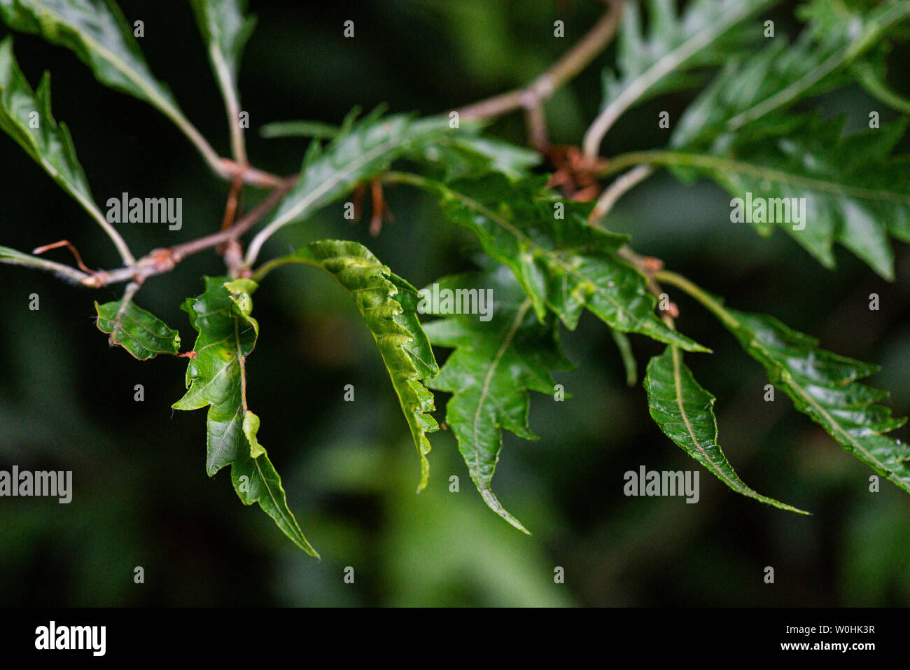 The leaves of a fern-leaved beech tree (Fagus sylvatica var. heterophylla 'Aspleniifolia') Stock Photo