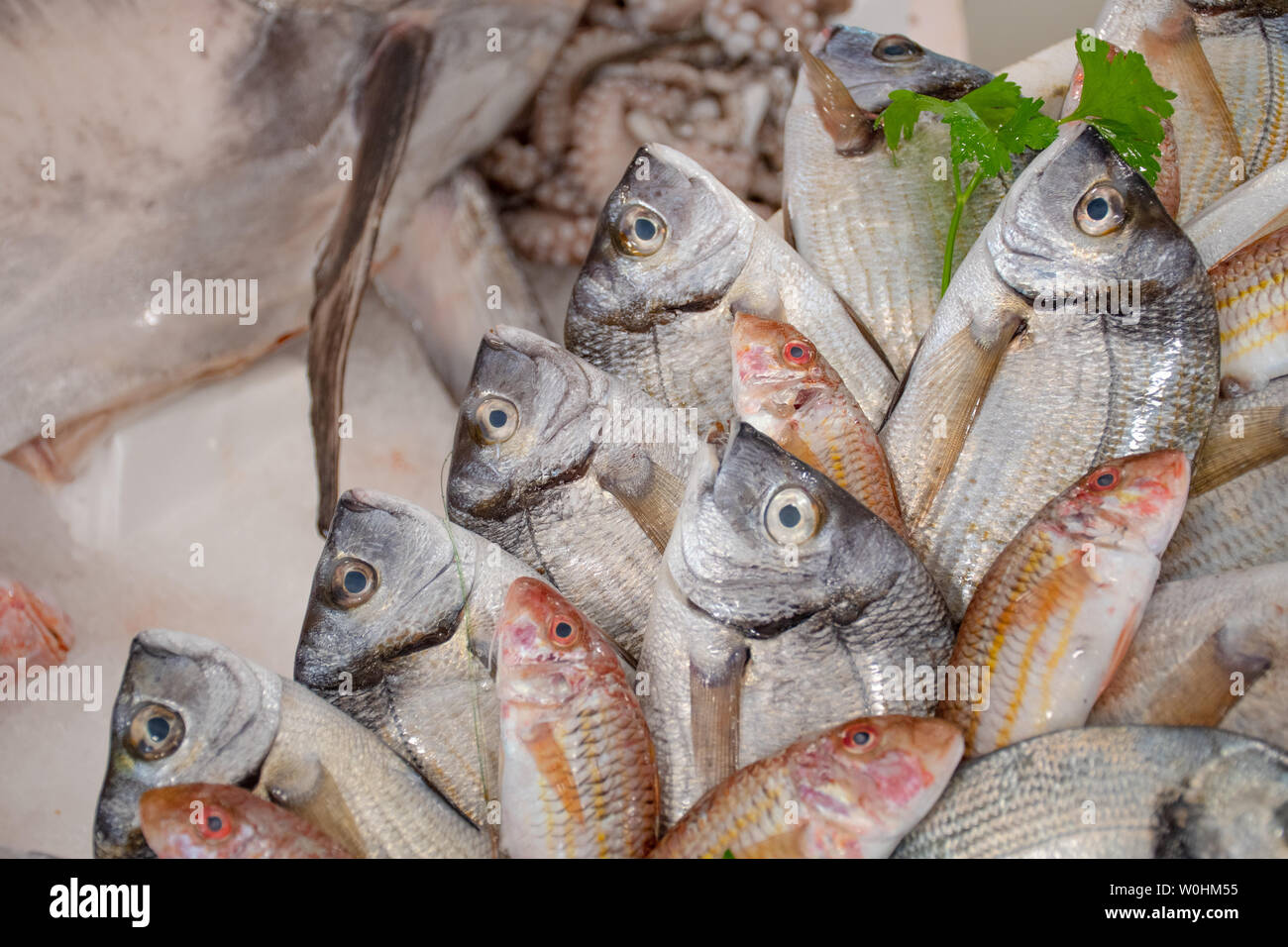 Mediterranean sea bream fish market hires stock photography and images