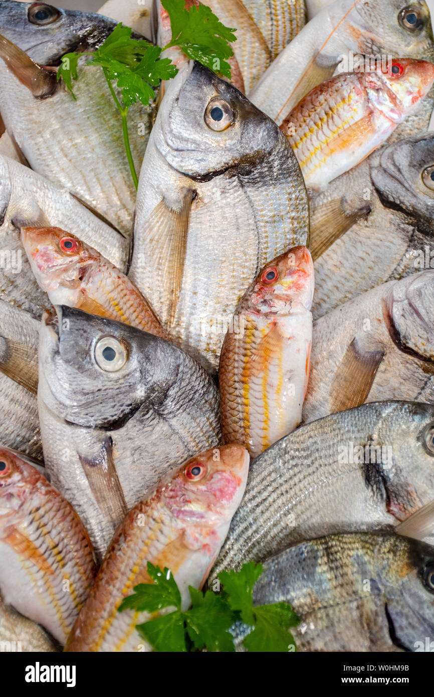 Goatfish italy hires stock photography and images Alamy