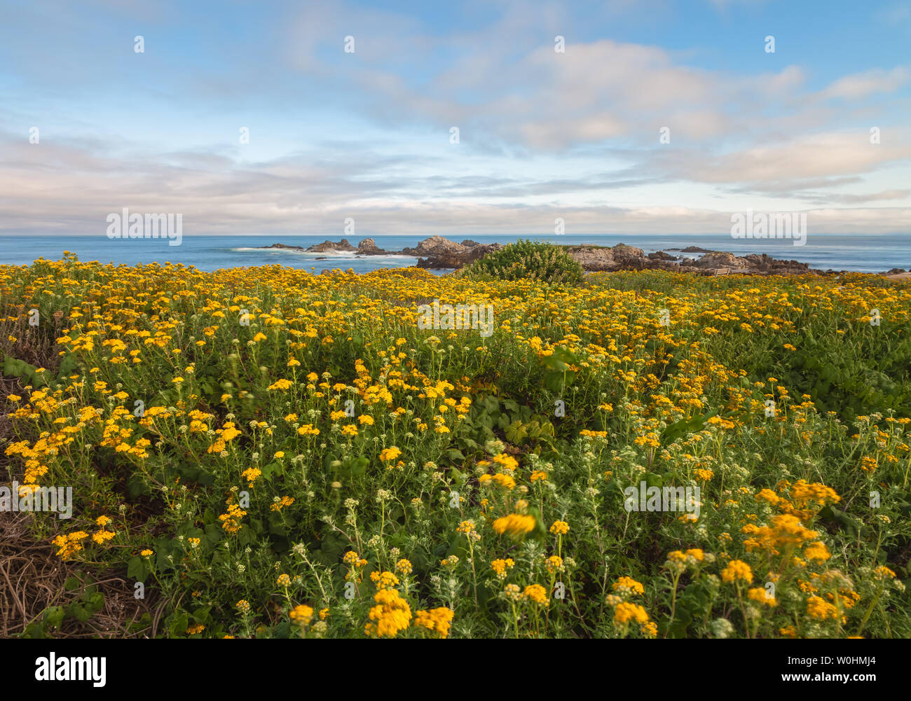 Blooming seaside woolly sunflower, Eriophyllum staechadifolium, along the Monterey Peninsula coastal, California, USA, in springtime Stock Photo