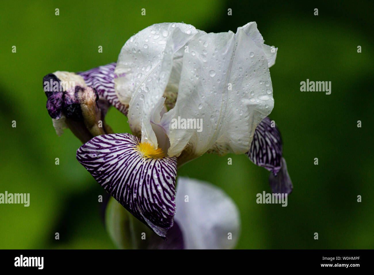 Water drops on a purple and white iris Stock Photo