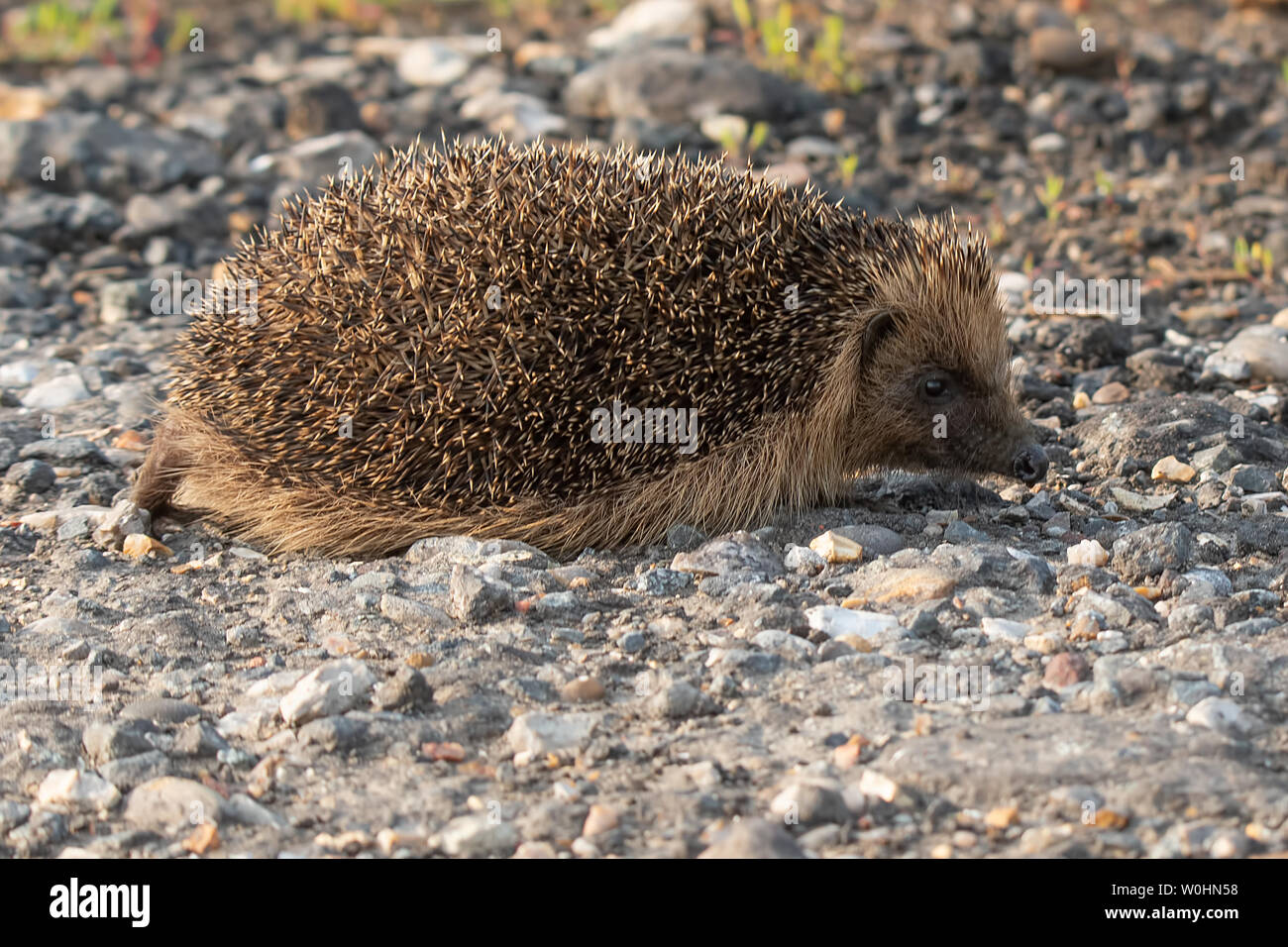 Hedgehog walking along Stoney path on the Isle of Sheppey, Kent, UK in summer. Stock Photo