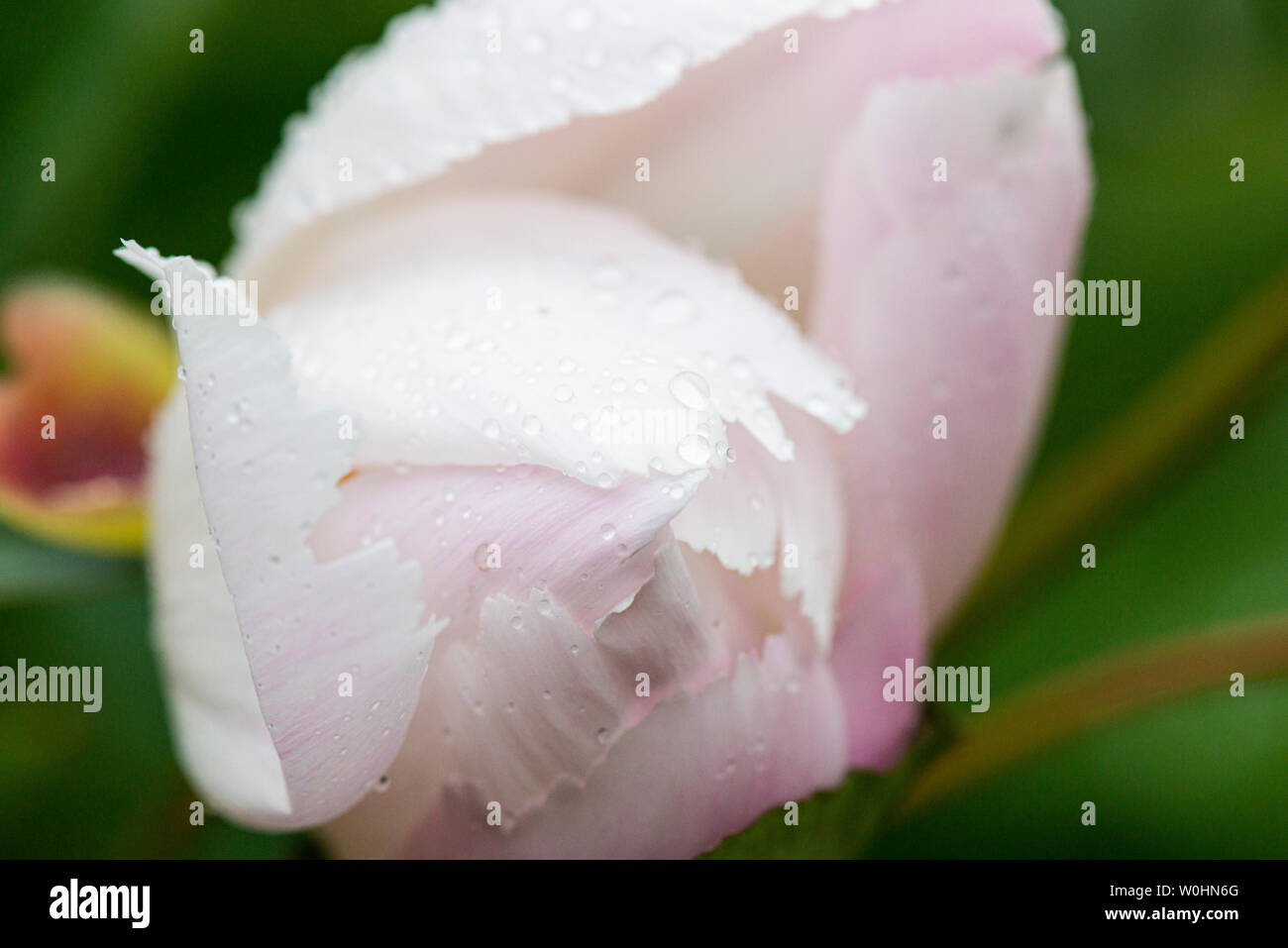Water droplets on a pale pink rose bud Stock Photo