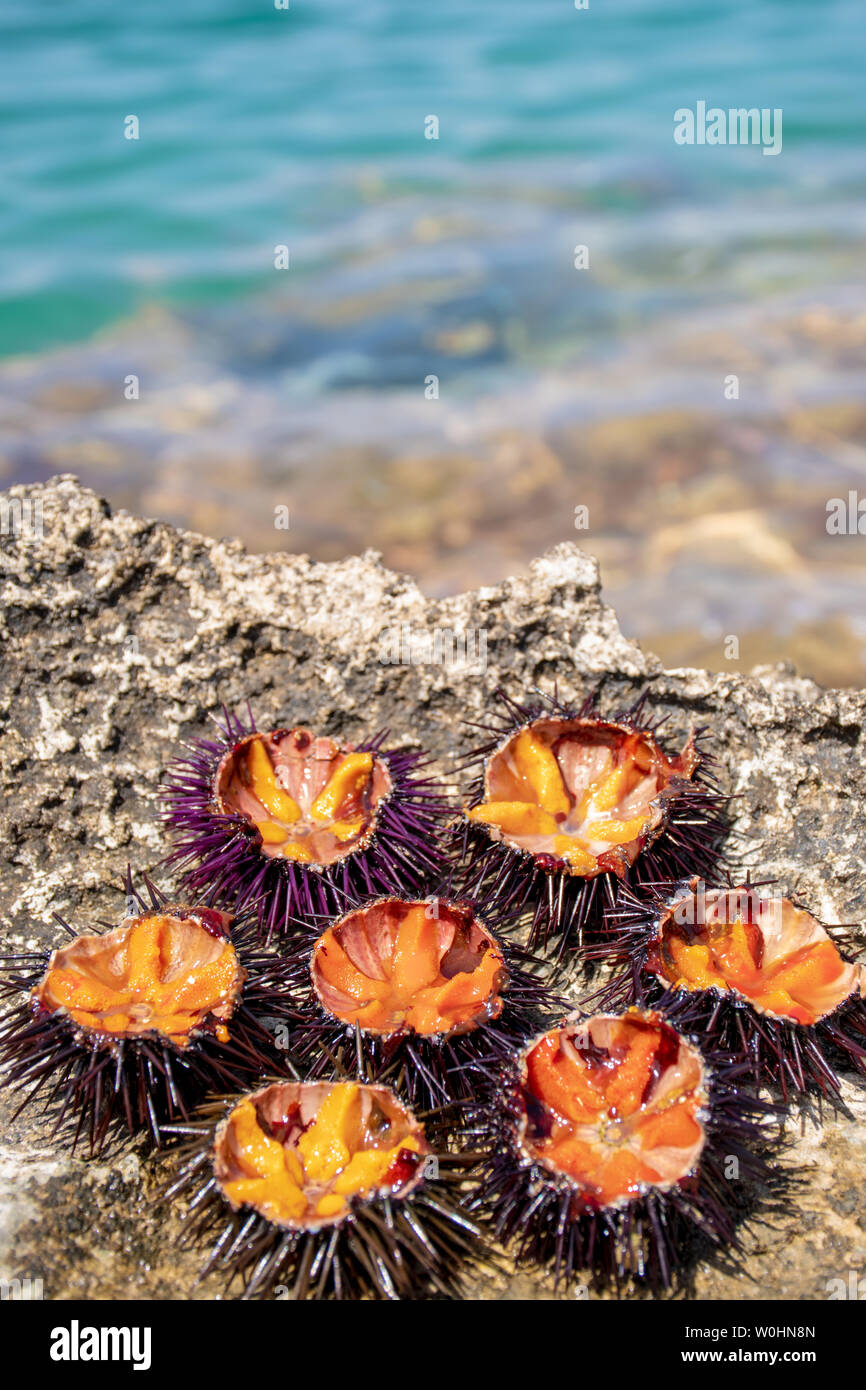Sea urchin eggs hires stock photography and images Alamy