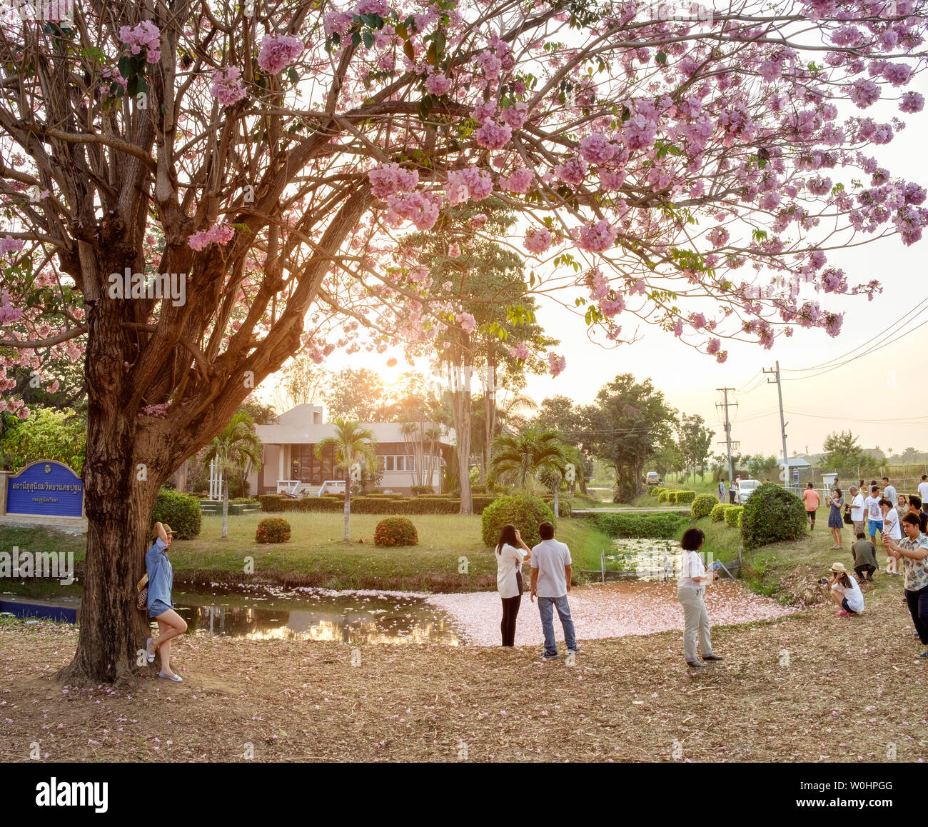 Kampangsaen,Thailand - Feb 22 2016 : Flower pink tree landmark with many people at evening in park at Kasetsart university Stock Photo