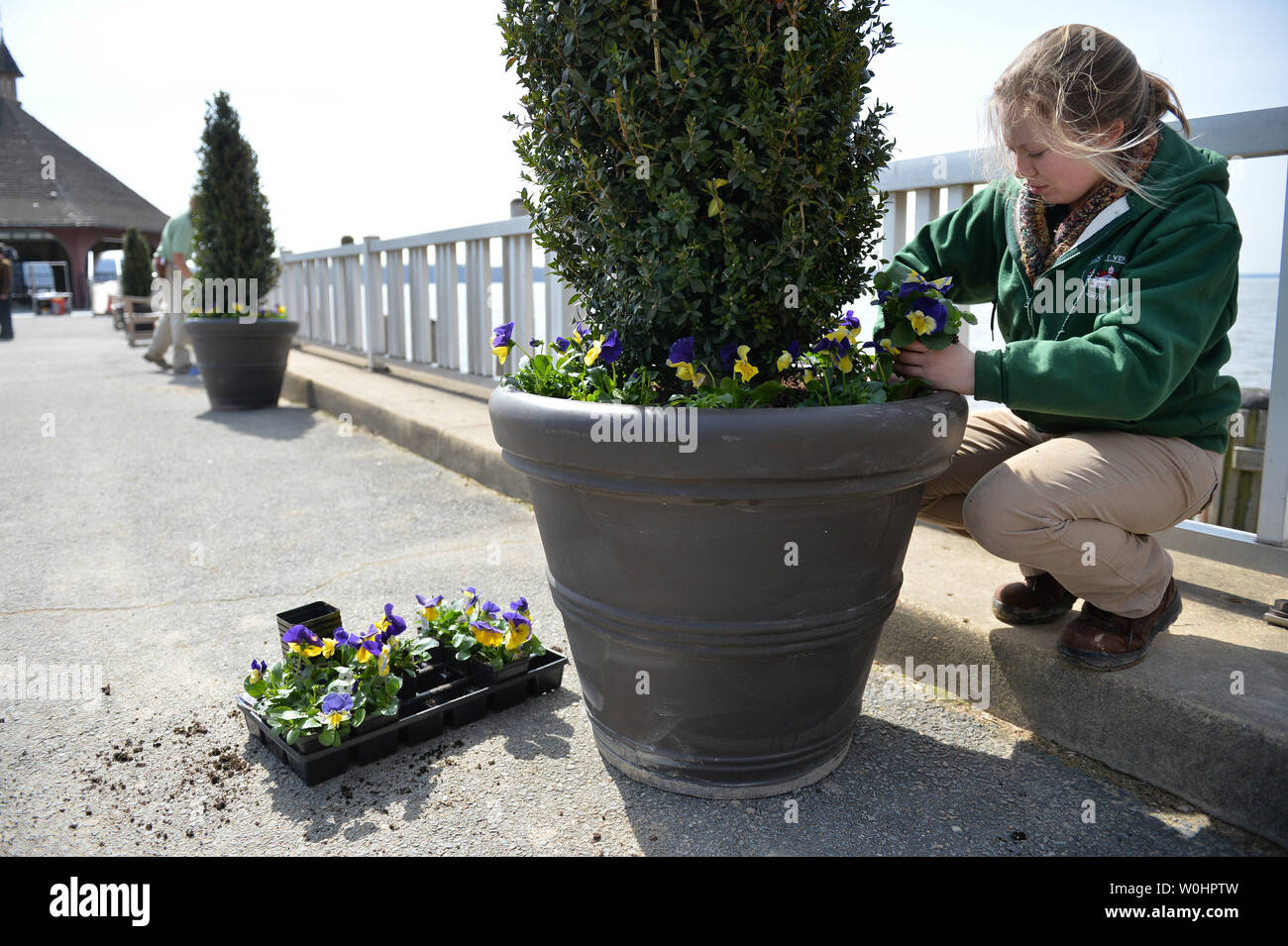 A gardner plants flowers on the wharf at President George Washington's estate in Mt. Vernon, Virginia in preparation for the upcoming visit of Prince Charles and Camilla, Duchess of Cornwall's, March 16, 2015.  Photo by Kevin Dietsch/UPI Stock Photo