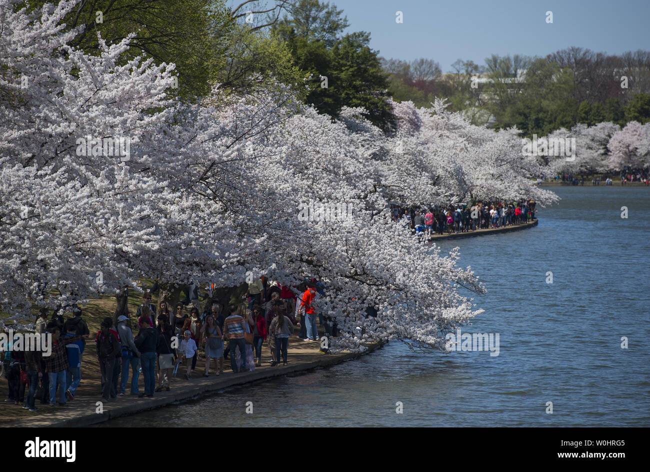 Yoshino blossoms at tidal basin hi-res stock photography and images - Alamy