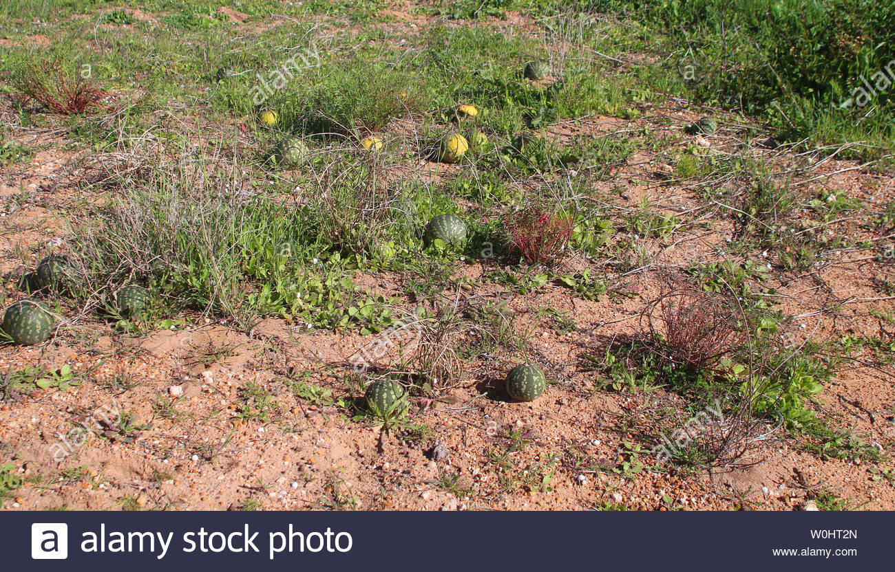 Bitter Cucumber High Resolution Stock Photography And Images Alamy