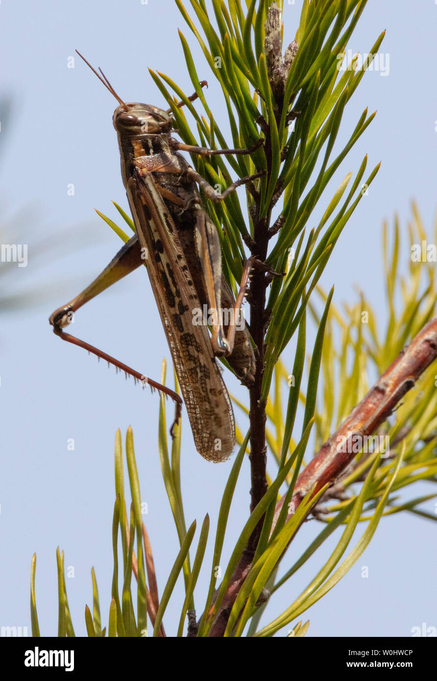 American bird grasshopper (Schistocerca americana) in a pine tree Stock Photo