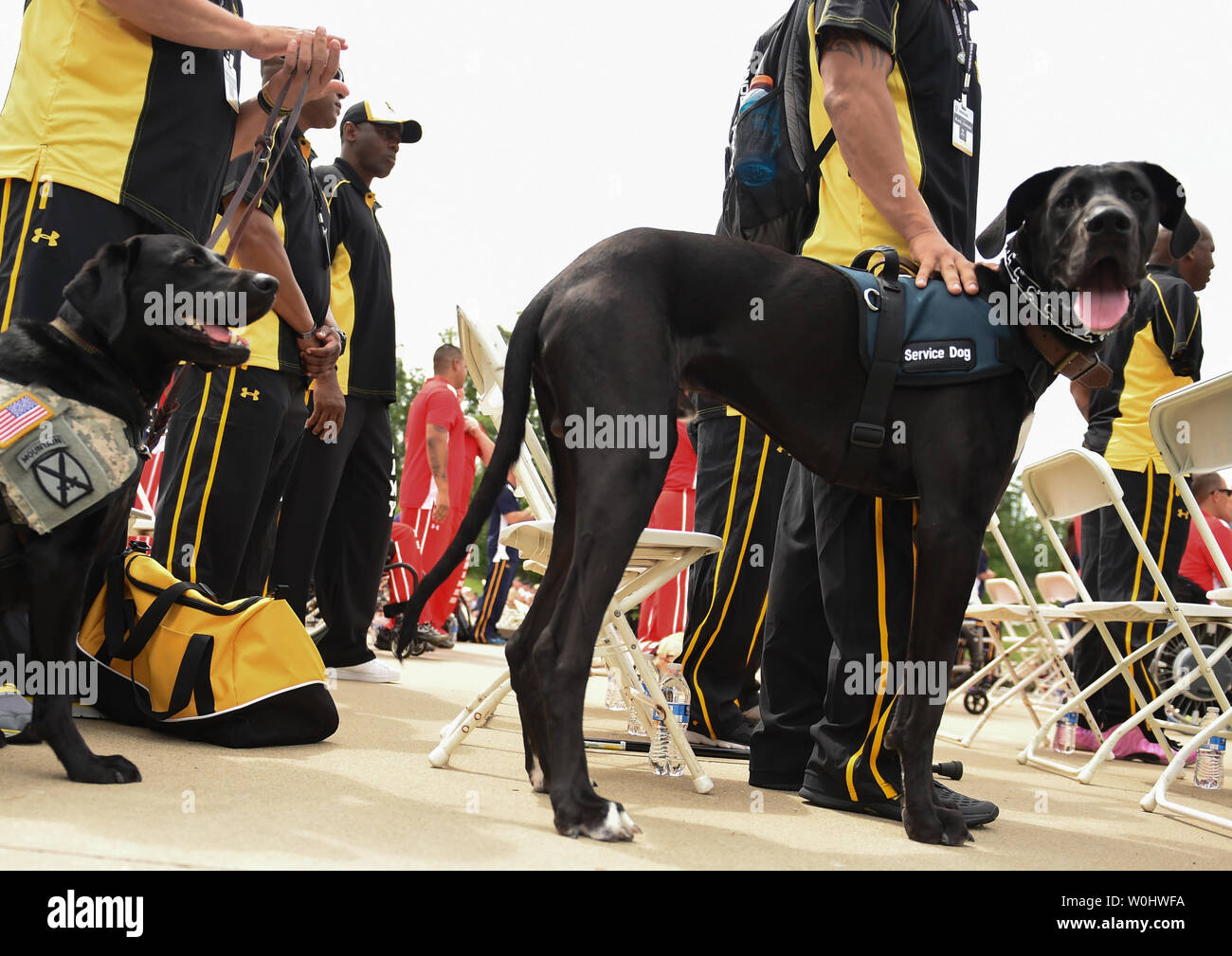 Army service dogs wait during opening ceremony of the 2015 Department