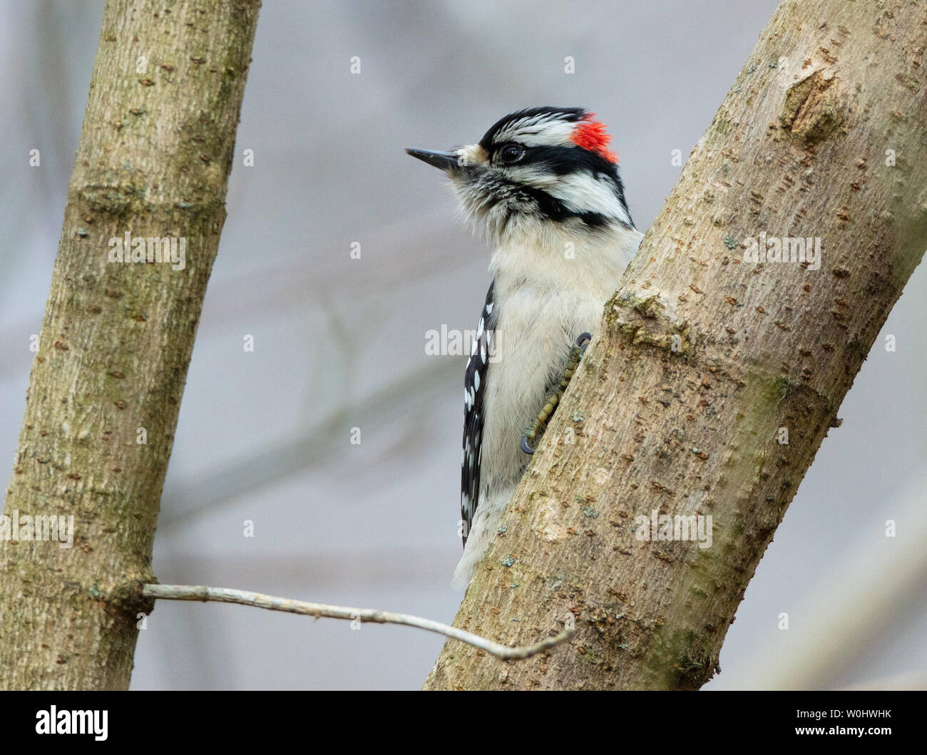 A male downy woodpecker (Dryobates pubescens) looks away from a tree branch Stock Photo