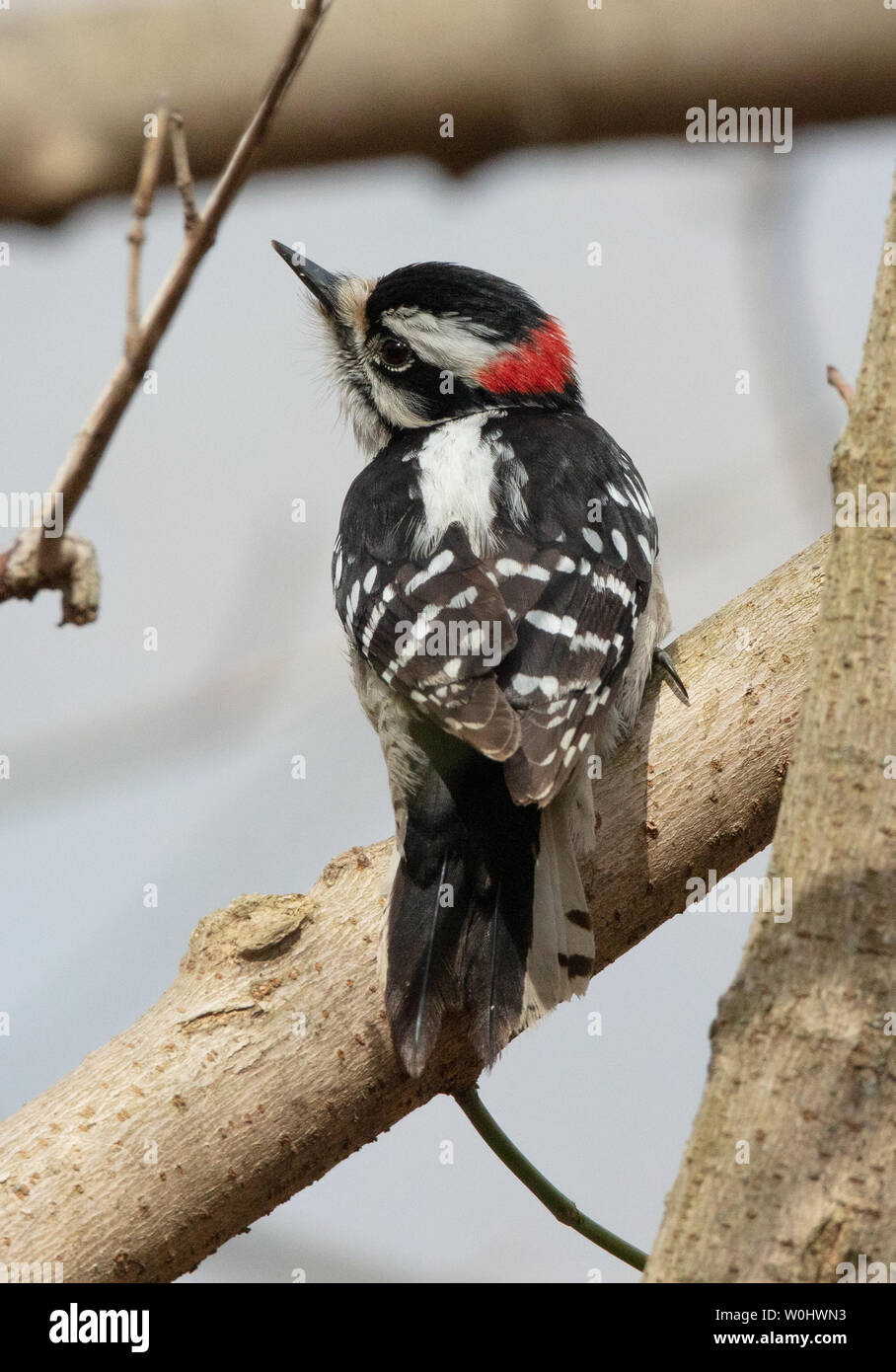 A male downy woodpecker (Dryobates pubescens) looks away from a tree branch Stock Photo