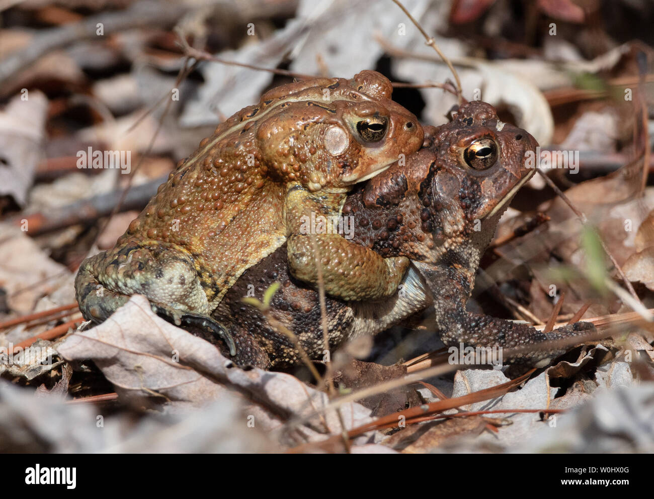 A pair of American toads (Anaxyrus americanus[) mating in spring in Tennessee Stock Photo