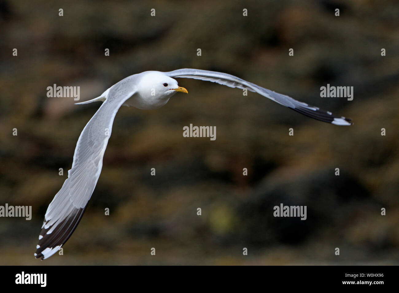 Adult Common Gull in flight Orkney Scotland Stock Photo
