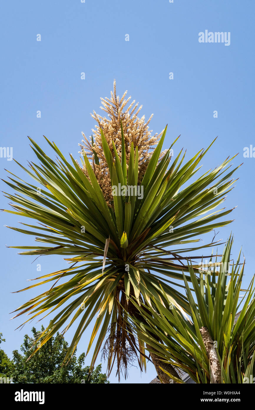 Cordyline Australis with flower growing in Devon. cabbage tree,cabbage-palm, Stock Photo