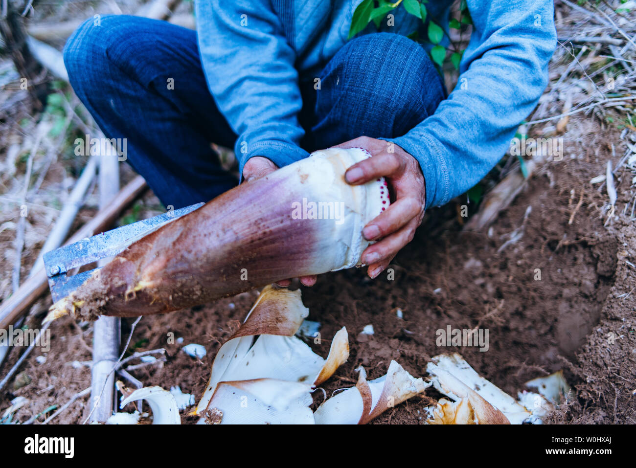 dig bamboo shoots Stock Photo - Alamy