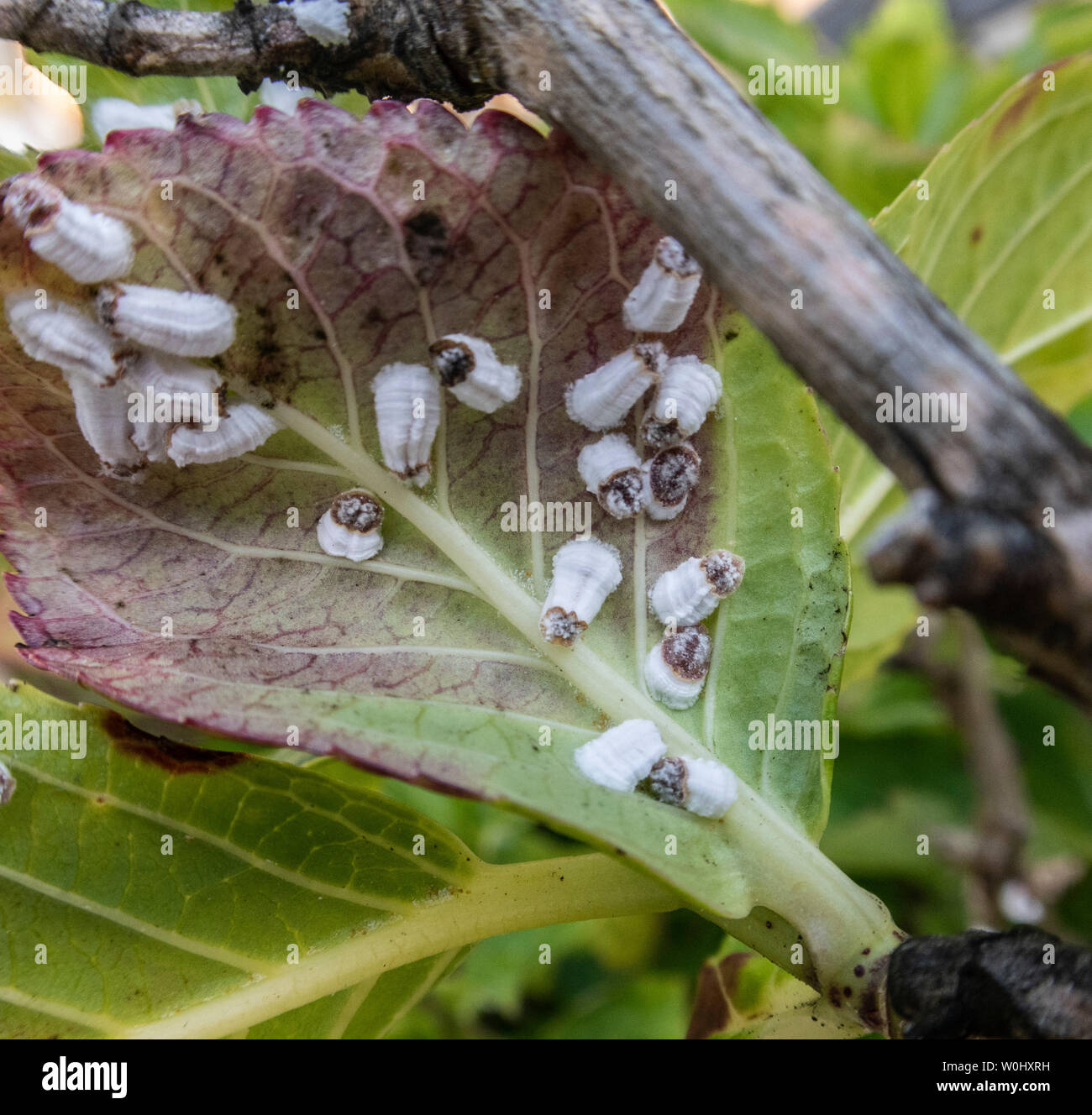 Hydrangea scale bug, white scale insect, Pulvinaria hydrangeae. A sap sucking insect. Stock Photo