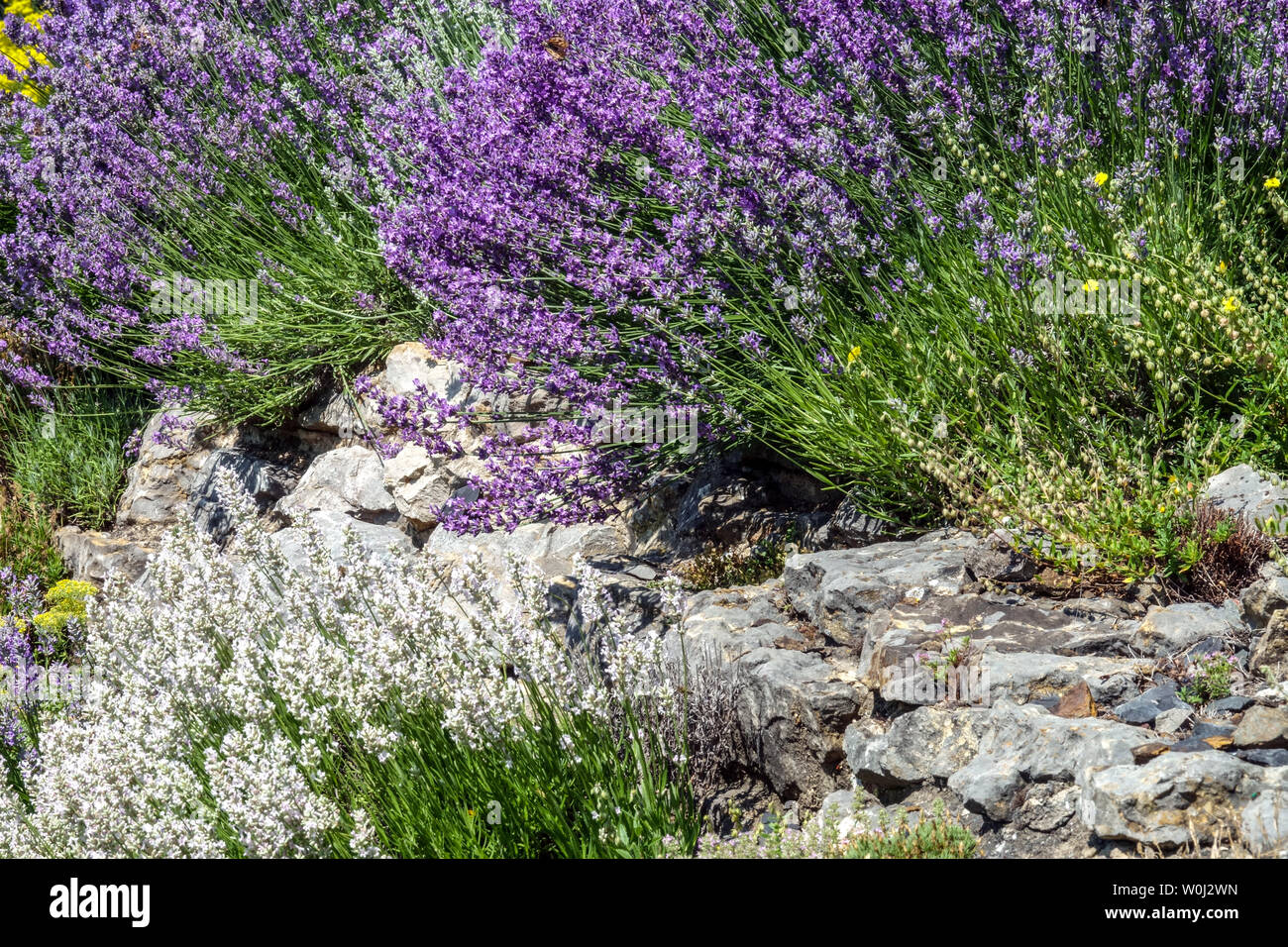 Lavender growing on dry garden wall, border bee-friendly wall plants Stock Photo