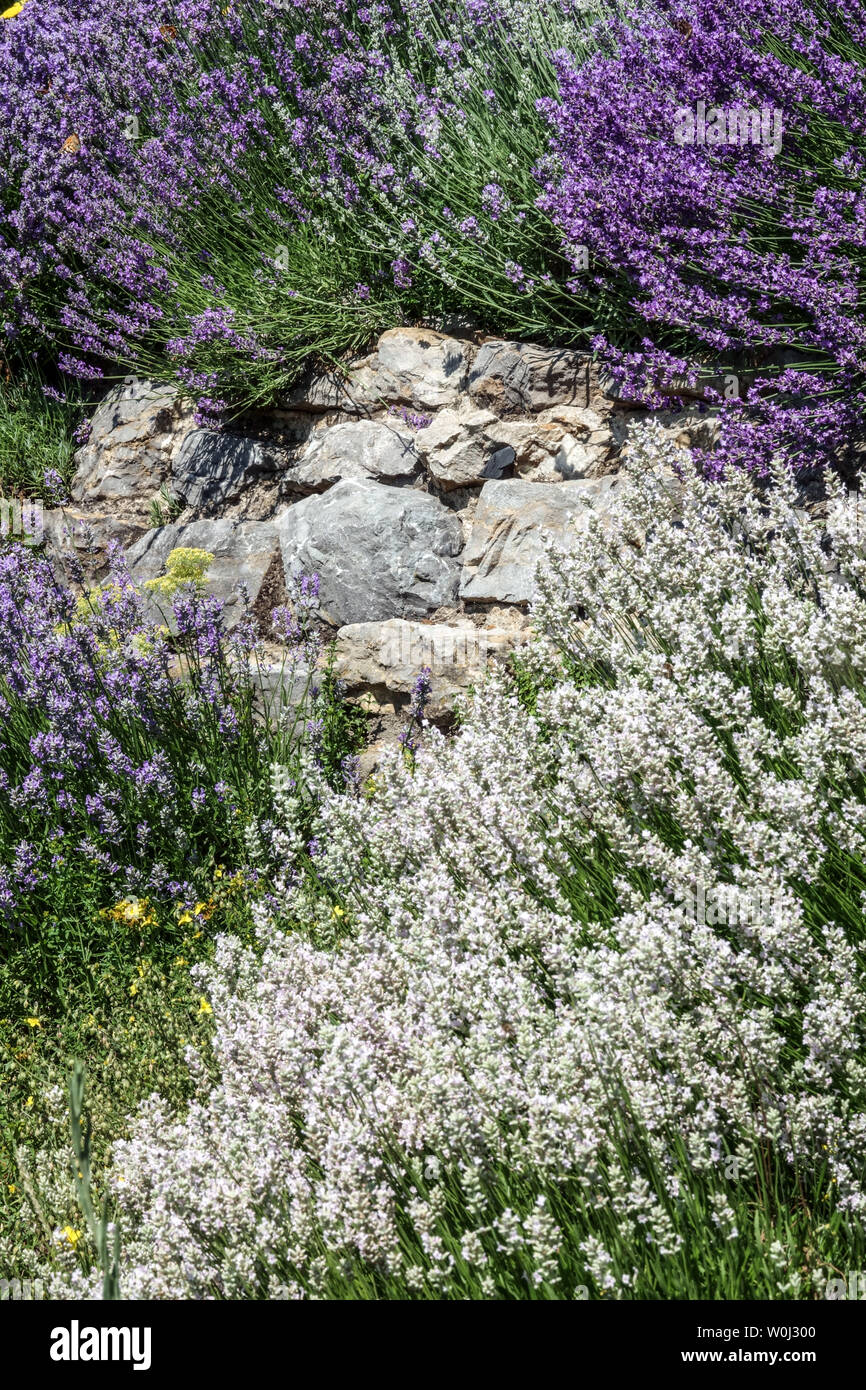 Purple and white Lavender growing on dry garden wall, stone border blooming lavenders Stock Photo