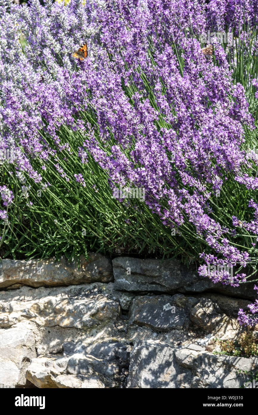 Lavender garden blooming on dry wall, border with butterfly on summer flowers Stock Photo