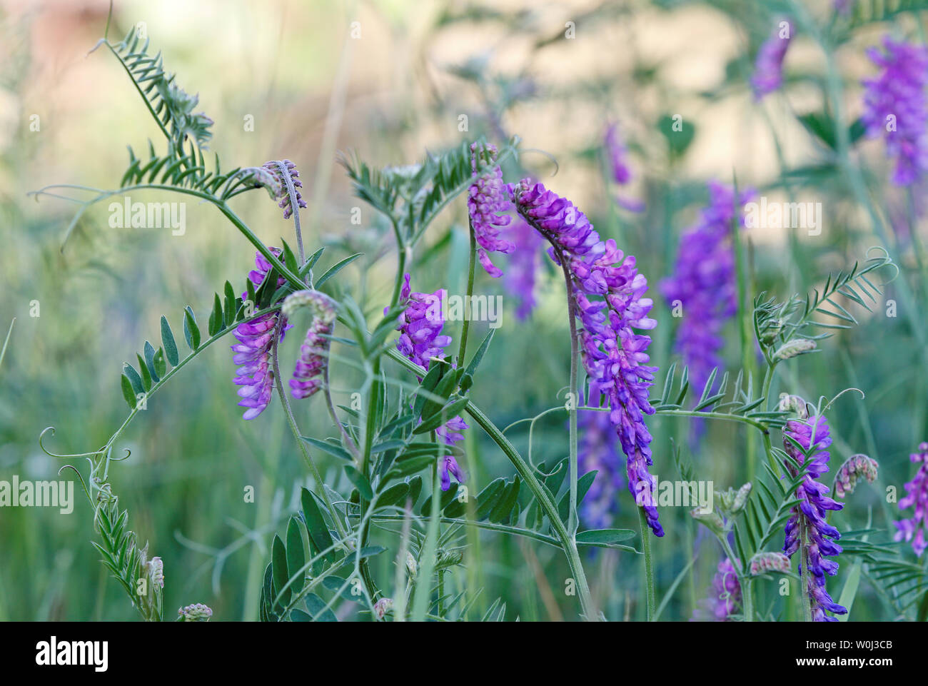 Vetch Bloom Meadow vetch hi-res stock photography and images - Alamy
