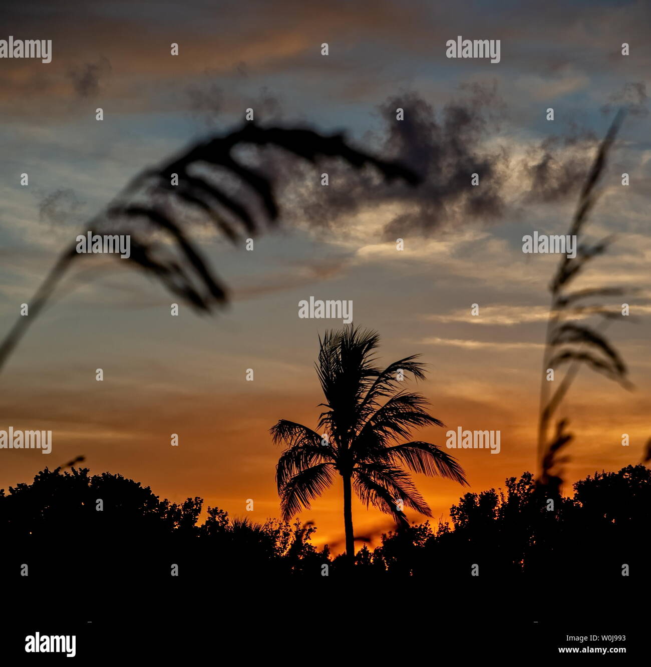 Silhouette coconut palm trees on beach at sunset Stock Photo - Alamy
