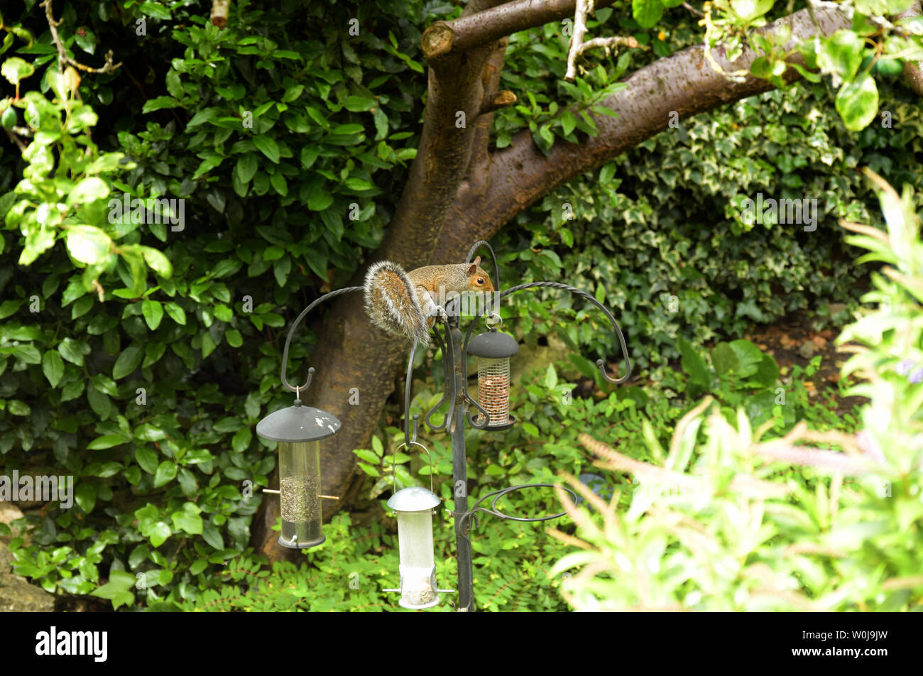 Squirrel in the garden Stock Photo