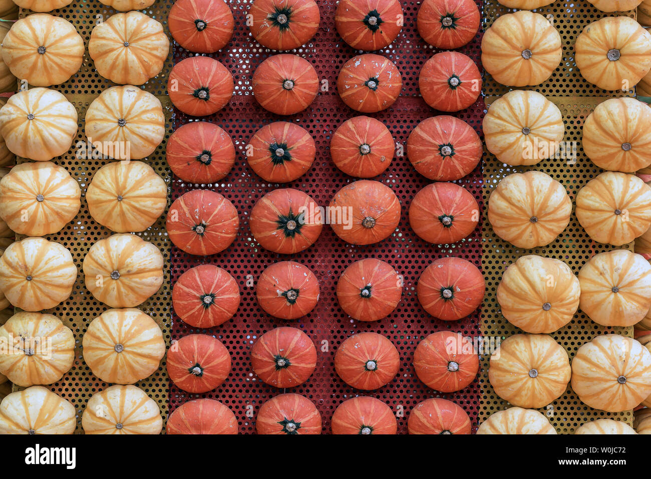 Many neatly placed pumpkins, photographed at Shandong Shouguang Cuisine Expo Stock Photo