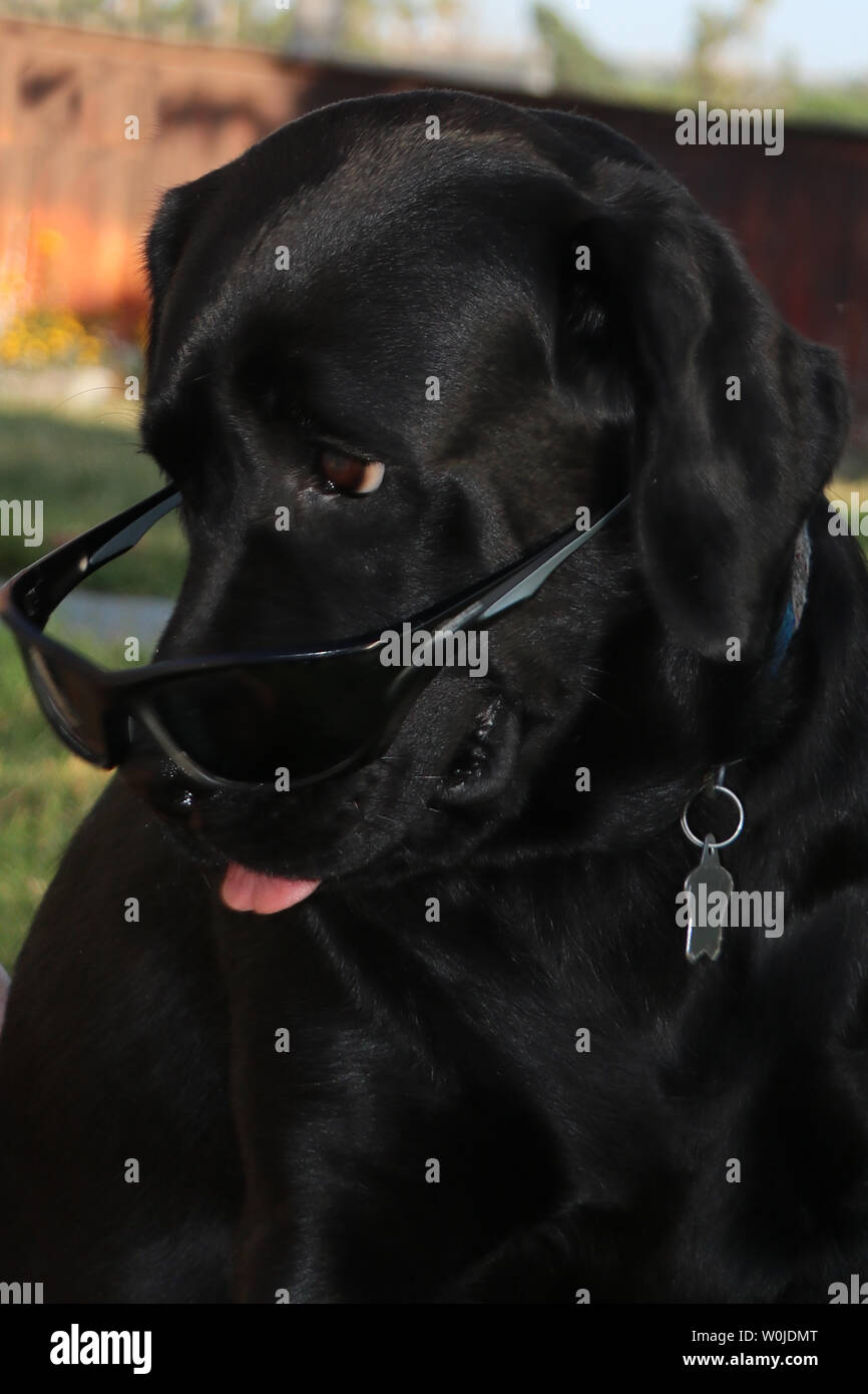 Labrador retriever with sunglasses giving an incredulous look Stock Photo