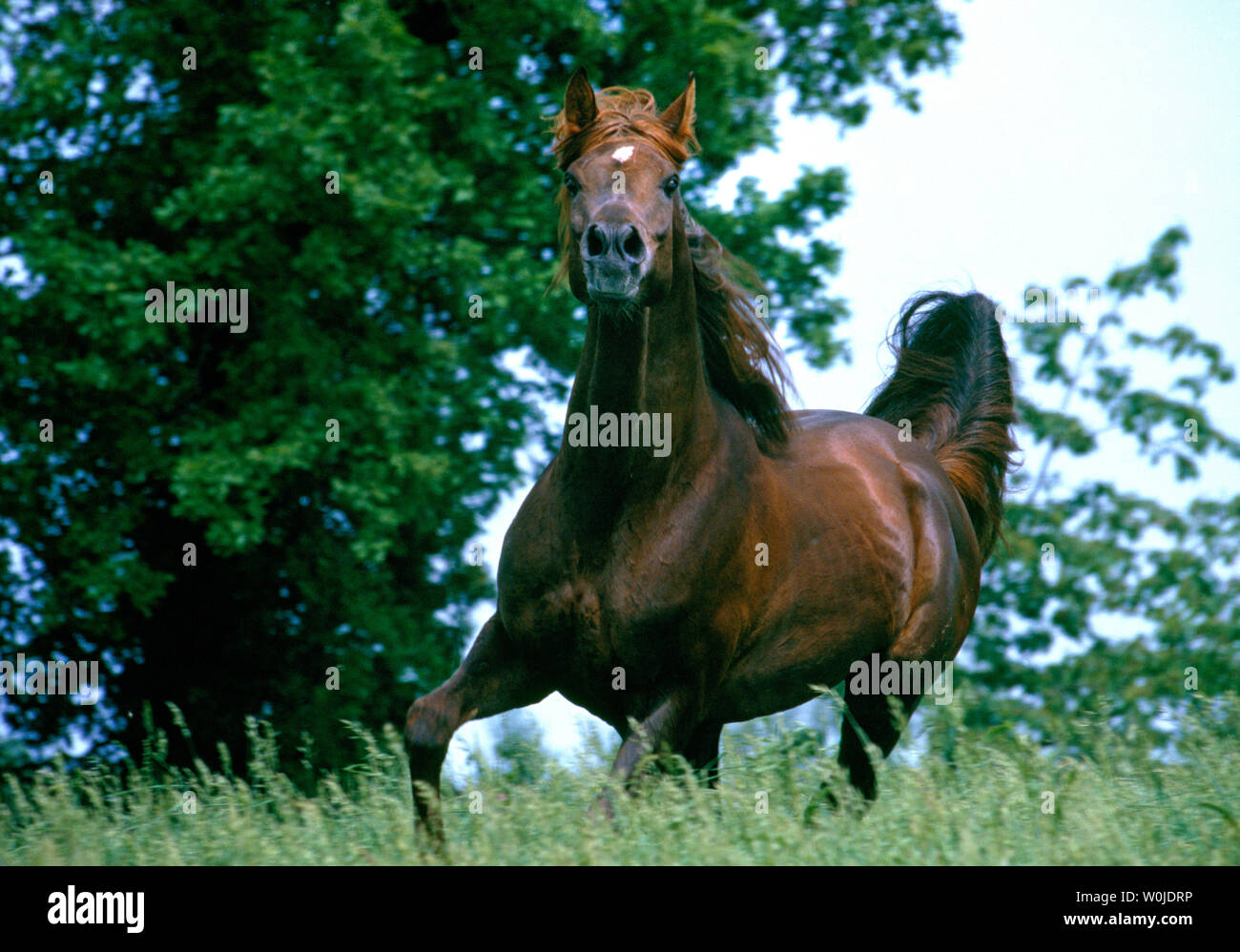 ARABIAN HORSES Stock Photo