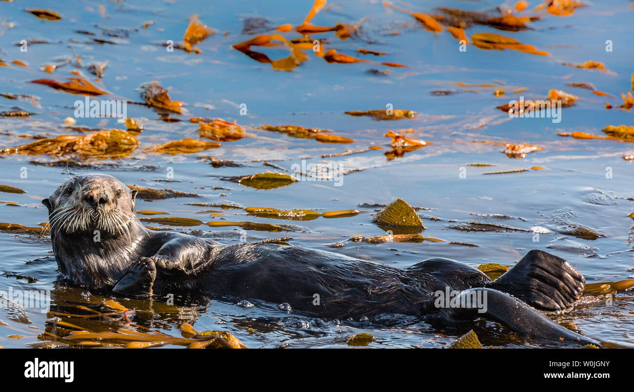Otter floating on its back Stock Photo