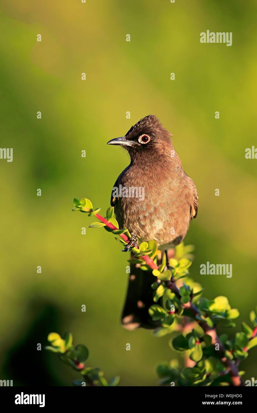 Cape Bulbul (Pycnonotus capensis), adult, Addo Elephant National Park, Eastern Cape, South Africa Stock Photo